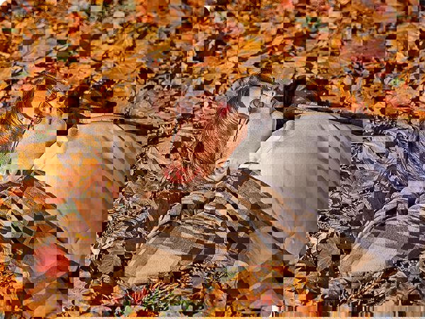 Samsung UE43U8072FUXXH